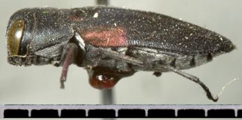 Media type: image;   Entomology 33792 Aspect: habitus lateral view